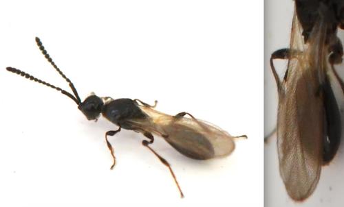 Réf. 337 813 : Spilomicrus sp.